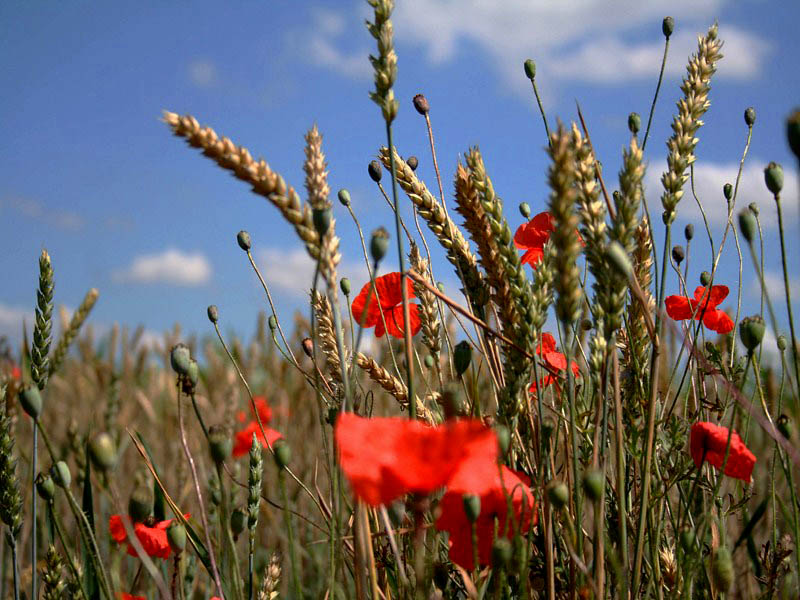 Klatschmohn